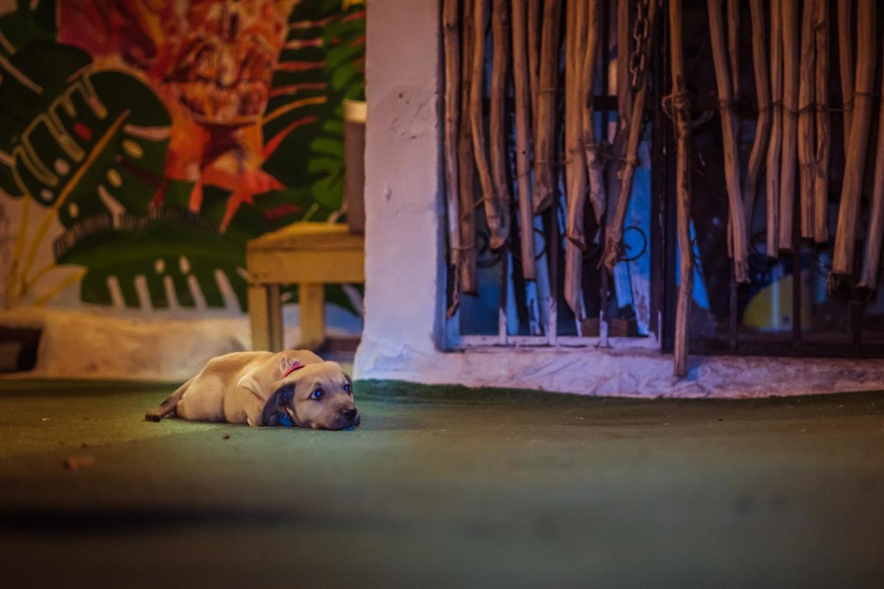 Day Tripper Hostel Tulum Exterior foto